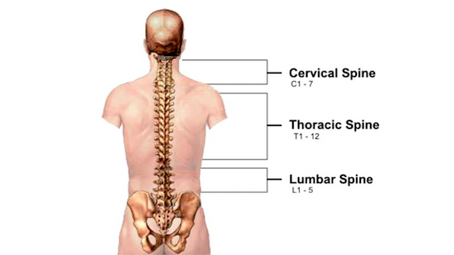 Spine diagram that shows the Cervical spine from neck to shoulders, Thoracic Spine from shoulders to mid back, and lumbar spine from mid to low back