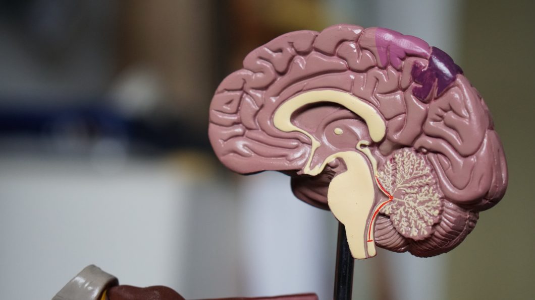 Brain training diagram to show the intersectional interior for better understanding of concussions